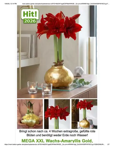 Mega XXL Wachs - Amaryllis Gold