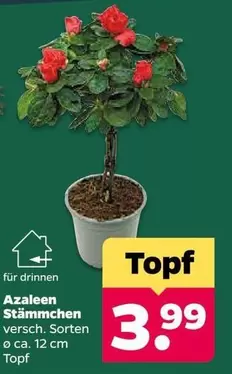 Azaleen Stämmchen